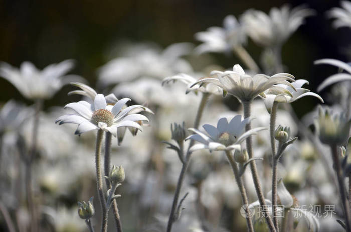 澳大利亚本土的法兰绒花野花在悉尼卡迈植物园湾国家公园的一场大火