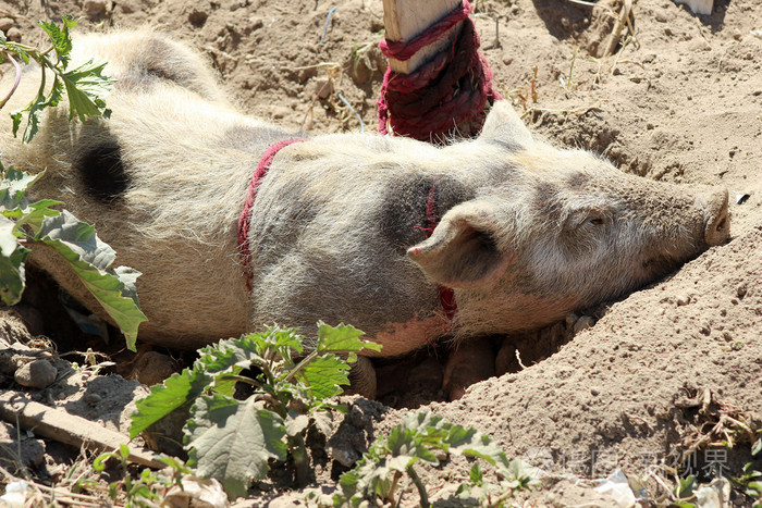 猪在泥土里打滚