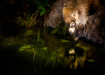 coati mundi 在水中进行反思