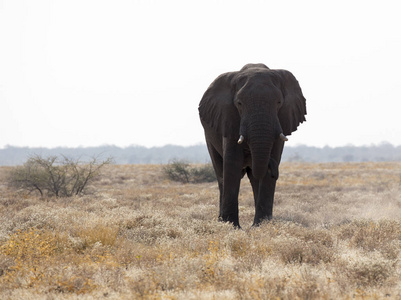 纳米比亚的一头巨大的非洲象