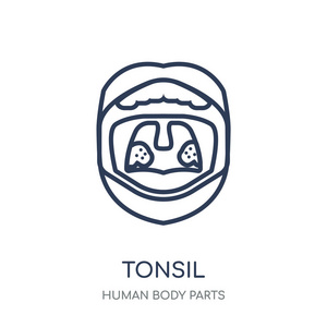扁桃体图标。从人体零件系列中的 tonsil 线性符号设计