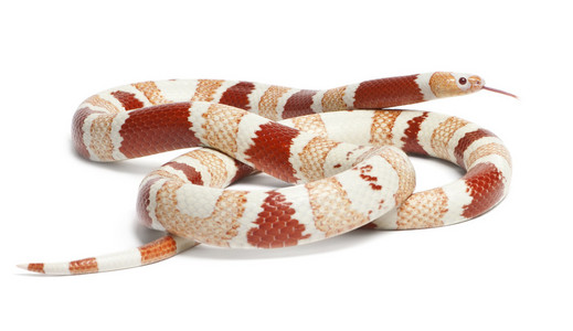 橘白化异常洪都拉斯奶蛇，lampropeltis 座 hondurensis，在白色背景前
