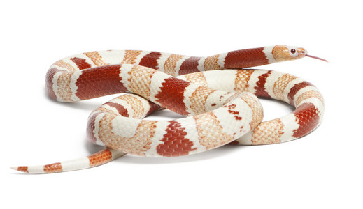 橘白化异常洪都拉斯奶蛇,lampropeltis 座 hondurensis,在白色背景前