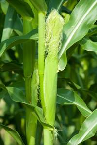 年轻的 cob 玉米秸秆