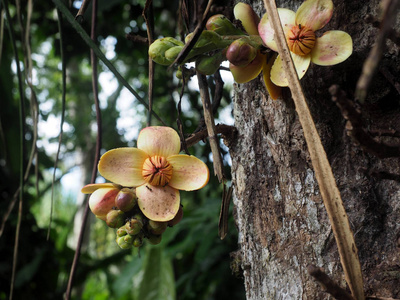 亚马逊热带花卉, 厄瓜多尔 Yasuni 国家公园