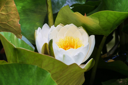 池塘水位盛开的白睡莲和绿叶