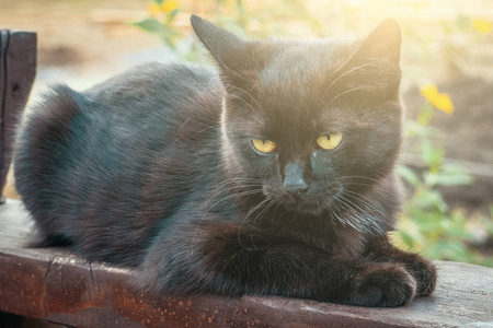 悲伤可爱的小黑猫坐在围栏和向下看