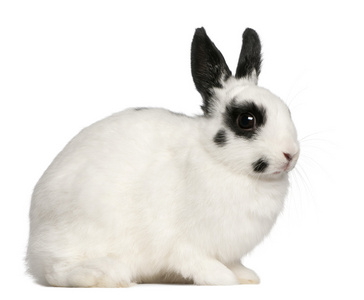 斑点兔，2 个月大，穴兔串孔，坐在白色背景前