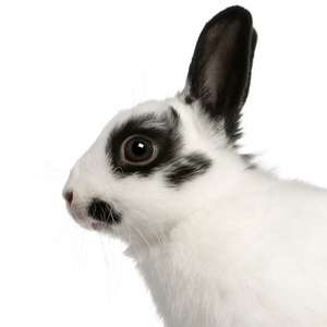 斑点兔，2 个月大，穴兔串孔，在白色背景前的特写