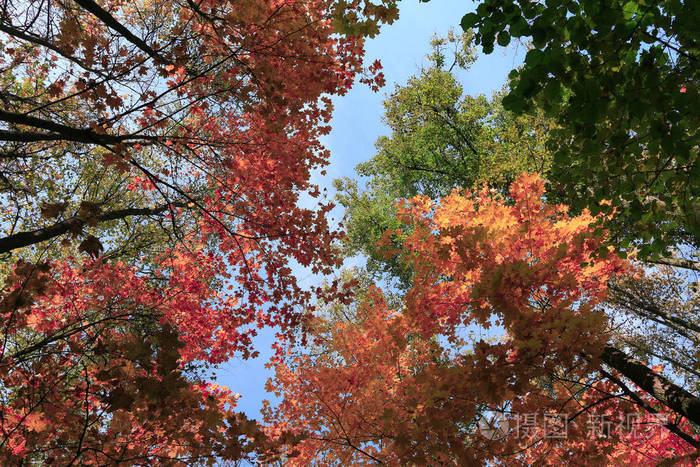 黄秋叶与林纹纹理