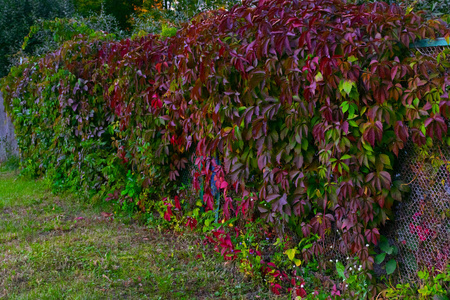 红墙上的常春藤图片