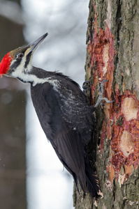 pileated 啄木鸟