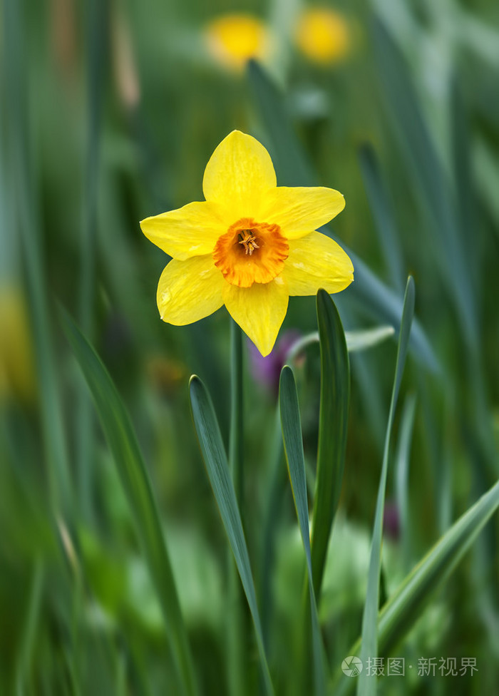 黄水仙花在绿色的草地