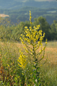 在自然 Verbascum