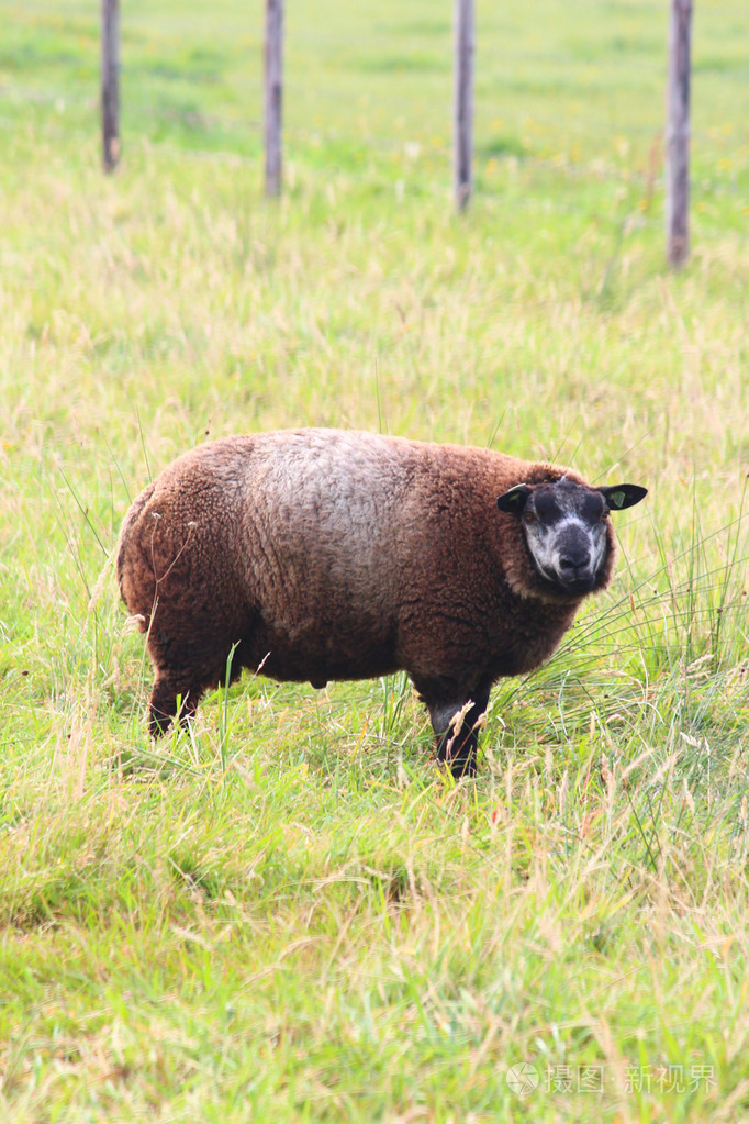 羊在草地上