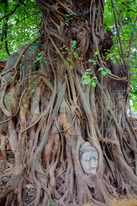 头的砂岩佛在树根在扫管笏玛哈泰寺，ayut