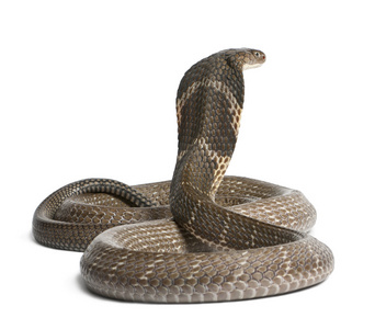 白色蛇摄影图-白色蛇图片大全-白色蛇照片-摄图新视界