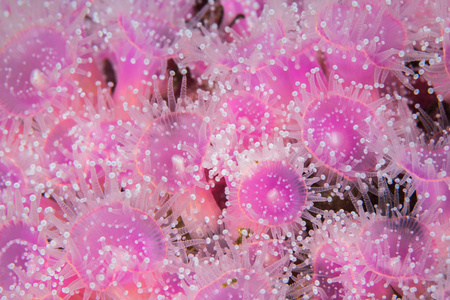 海葵粉红色图片