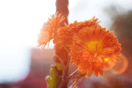 橙色的花，在背光