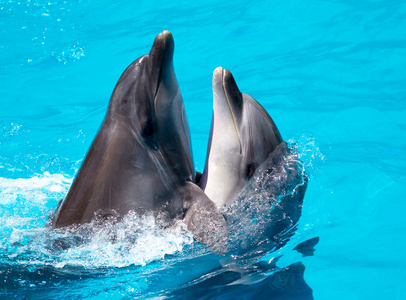 两个海豚在池中游泳