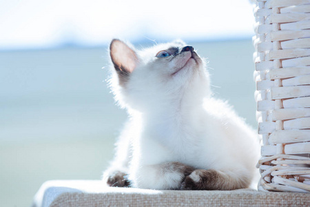 泰国的小猫在太阳的光线下繁殖。蓝色的眼睛在白色背景的滑稽猫