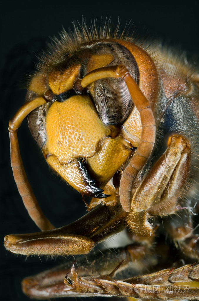照片 动物 欧洲大黄蜂.jpg