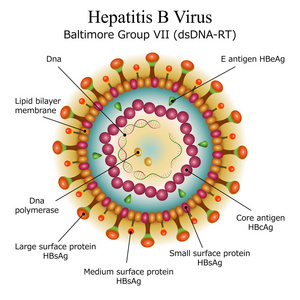 乙型肝炎病毒粒子结构的关系图