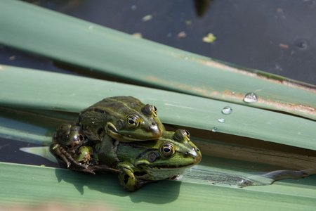 双的青蛙在交配照片