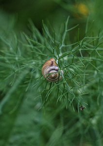 植物中的小蜗牛