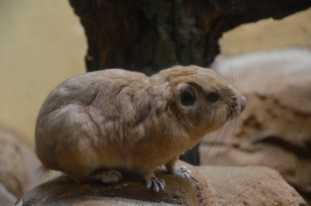 普通甘迪ctenodactylus gundi