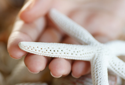 白贝壳白手指海星和贝壳照片