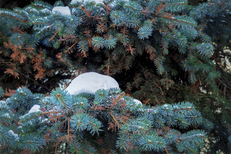 冬季和圣诞节背景。树科覆盖雪特写照片