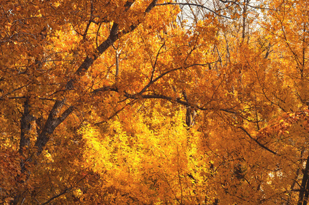 10月的黄金秋季。枝树上的黄橙叶。秋季背景