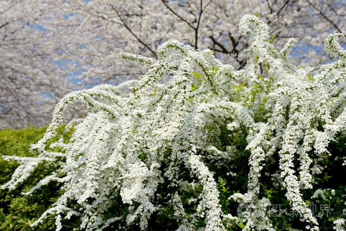 白绣线菊花卉的特写