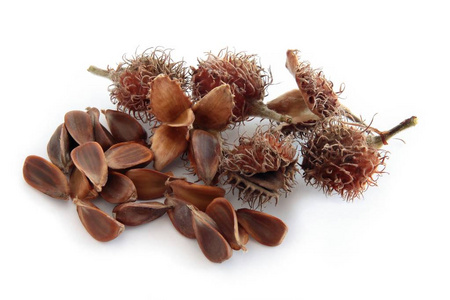 种子的山毛榉科图片