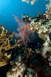 热带水下生活在红海