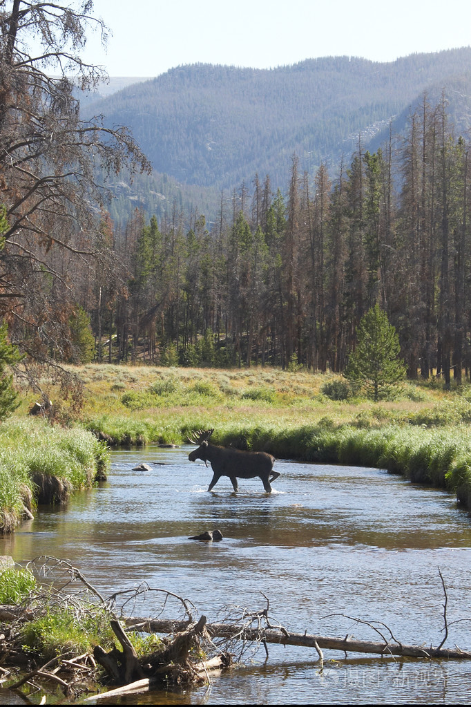 1680*2520px发票合同问题/动物山谷野生动物流驼鹿在山过境查看作者其