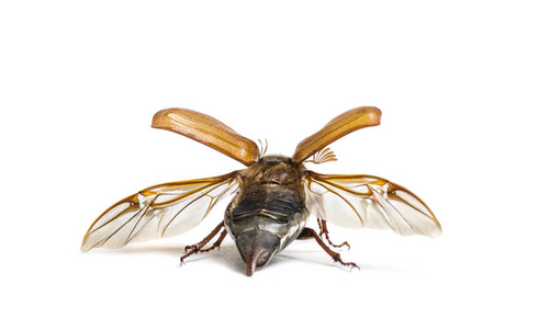 金龟子甲虫图片