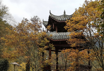 中国四川省雅娜二郎山山五颜六色的秋林