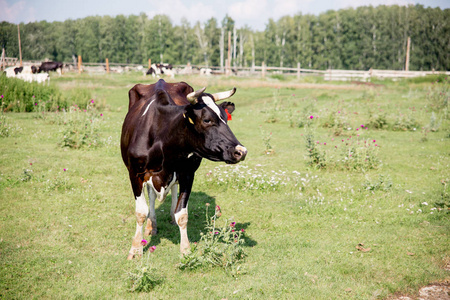 夏日绿地牧场的一群奶牛