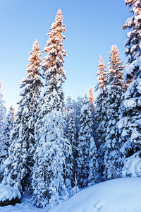 云杉在冬天拉普兰的雪下