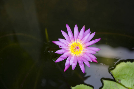 顶部视图粉红色莲花在锅和模糊背景