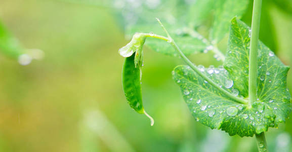 在花园的豌豆植物上有选择地专注于新鲜的鲜绿色豌豆荚。生长在户外的豌豆和模糊的背景