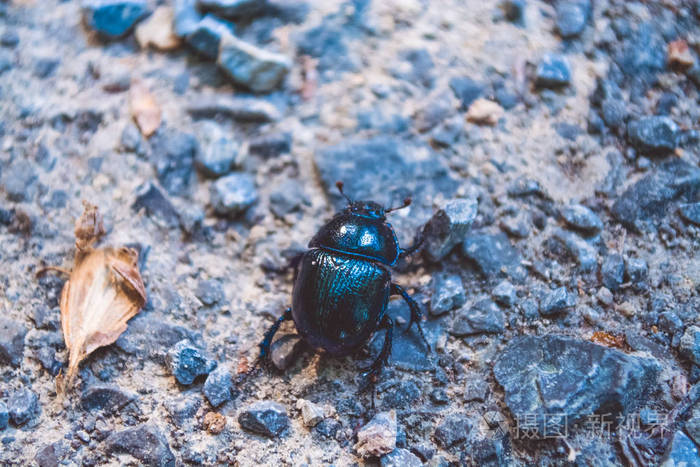 石头中的黑色甲虫