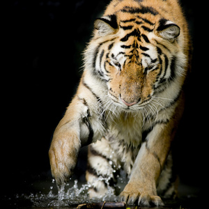 老虎的肖像
