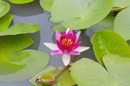 花粉红色莲花