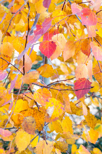 秋天的树叶在秋天森林的树上摇摆。秋天。美丽的黄秋树