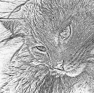 ortrait 猫脸在剖面图, 黑白图形插图