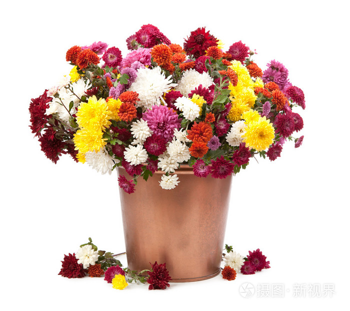 五颜六色的菊花