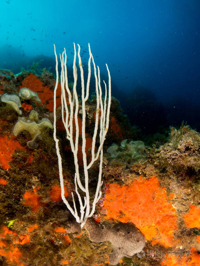 地中海的柳珊瑚,蓝色背景照片-正版商用图片0ac8r6-摄图新视界